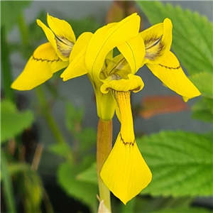 Moraea hutonii