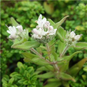 Herb Mint - Mountain (Pycnanthemum pilosum)