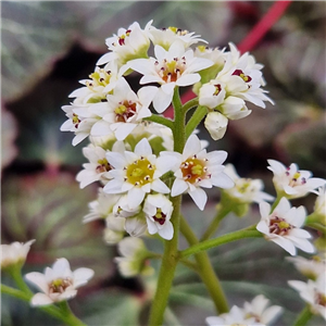 Mukdenia rossii Dwarf Form