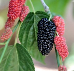 Morus nigra (Black Mulberry)