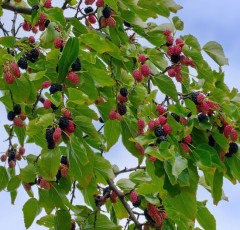 Morus nigra (Black Mulberry)