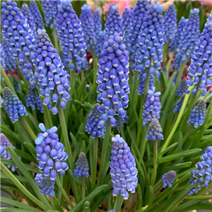 Muscari armeniacum Loose per 10 bulbs.