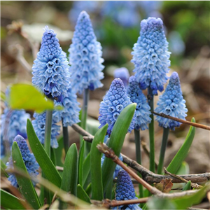 Muscari Azureum