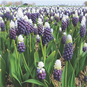 Muscari  Grape Ice Loose per 10 bulbs.