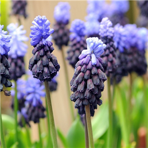 Muscari latifolium