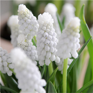 Muscari White Magic Loose pert 10 bulbs.