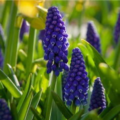 Muscari armeniacum Night Eyes Loose per 10 bulbs.