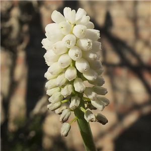 Muscari Siberian Tiger