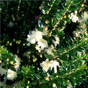 Myrtus communis ssp tarentina