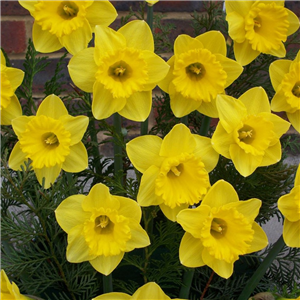 Narcissus (daffodil) dwarf January Loose bulbs