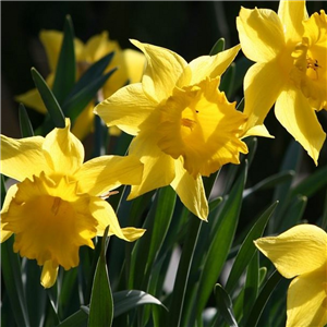 Narcissus (Daffodil) King Alfred Select Loose bulbs