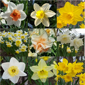 Daffodils £3.99 per pot ANY 4 pots for £10