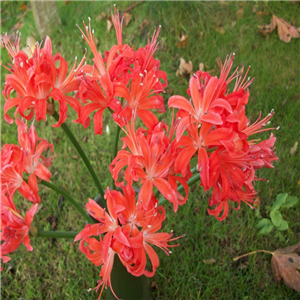 Nerine Codora