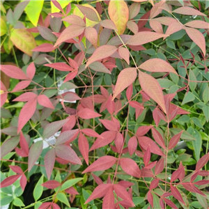 Nandina domestica Flirt