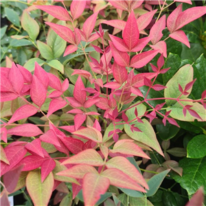 Nandina domestica Obsessed