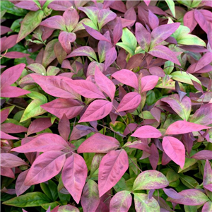 Nandina domestica Blush Pink