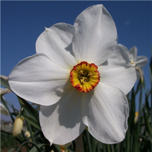 Narcissus (Daffodil) Actaea. Loose bulbs