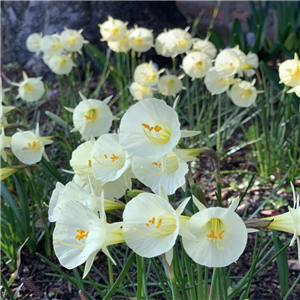 Narcissus (Daffodil dwarf) Arctic Bells