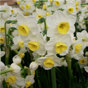 Narcissus Avalanche