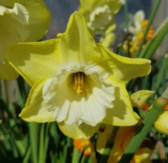 Narcissus (Daffodil) Binkie Loose bulbs