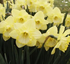 Narcissus (Daffodil) Binkie Loose bulbs