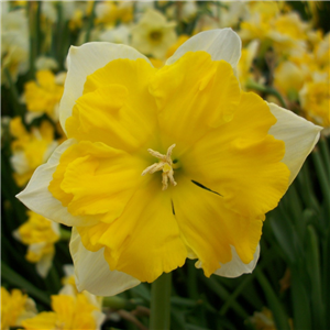 Narcissus Chanterelle