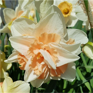 Narcissus (Daffodil) Delnashaugh loose bulbs