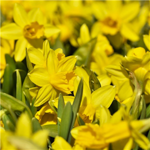 Narcissus (Daffodil dwarf) Diamond