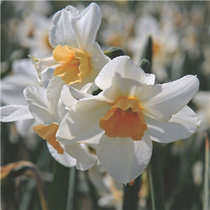 Narcissus (Daffodil) species Doll Baby Loose Bulbs