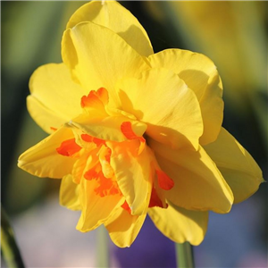 Narcissus (Daffodil) Double Fashion