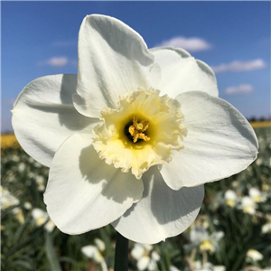 Narcissus (Daffodil) Dream Castle AGM Loose bulbs