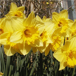 Narcissus (Daffodil) Dutch Master  Loose bulbs