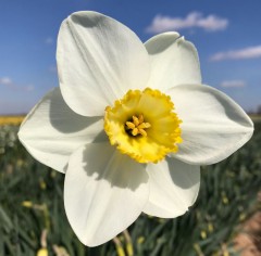 Narcissus (Daffodil) Eminent Loose bulbs