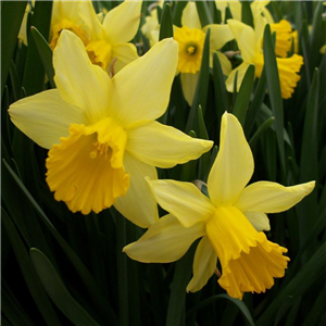 Narcissus (daffodil) February Gold Loose bulbs