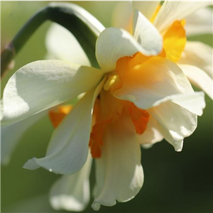 Narcissus (Daffodil) Flower Drift Loose Bulbs