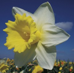 Narcissus (Daffodil) Georgie Boy . Loose bulbs