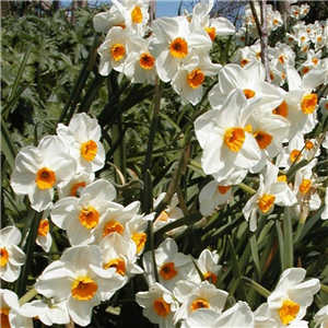 Narcissus (Daffodil) Geranium Loose Bulbs