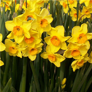 Narcissus (Daffodil) Golden Dawn  Potted