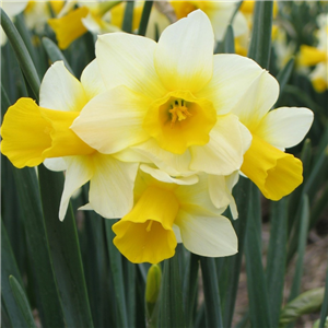 Narcissus Golden Echo