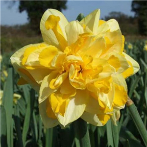 Narcissus (Daffodil) Great Leap Loose