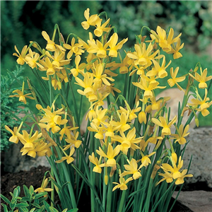 Narcissus (Daffodil dwarf) Hawera Loose Bulbs