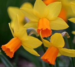 Narcissus (Daffodil dwarf) Jetfire Loose Bulbs