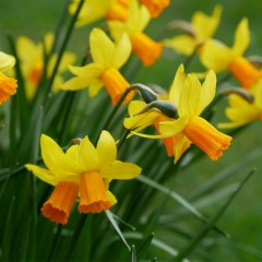 Narcissus (Daffodil dwarf) Jetfire Loose Bulbs