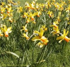 Narcissus (Daffodil dwarf) Jetfire Loose Bulbs