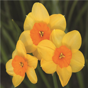 Narcissus (Daffodil dwarf) Kedron Loose bulbs