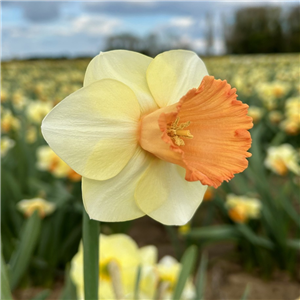 Narcissus King Charles