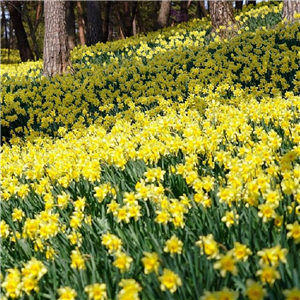 Narcissus (Daffodil) lobularis Loose Bulbs