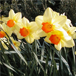 Narcissus (Daffodil) Lothario Loose bulbs