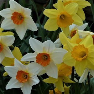 Narcissus (Daffodil) mixed. Loose Bulbs.