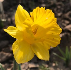 Narcissus (Daffodil) lobularis Loose Bulbs